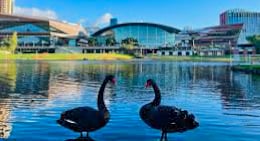 Swans on River Torrens_COA